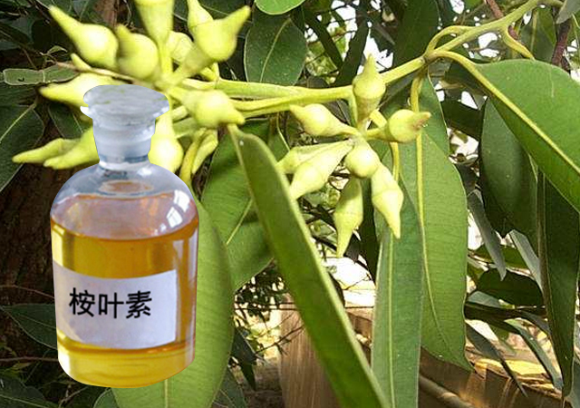 桉葉素